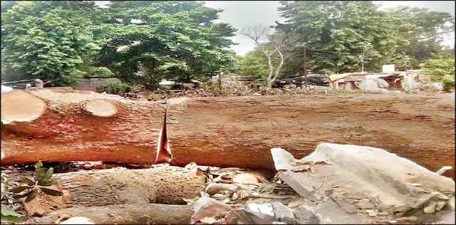 ସହରରେ ଛେଦନ, ଉପକଣ୍ଠରେ ରୋପଣ ! କି ଲାଭ ପାଉଛନ୍ତି ସହରବାସୀ?