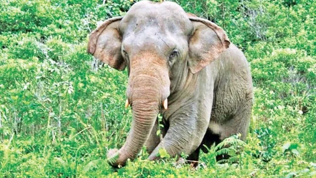 ଘର ଭାଙ୍ଗି ଧାନଚାଉଳ ଖାଇଗଲେ ହାତୀ