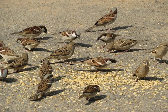 ବିଲୁପ୍ତ ହୋଇଯିବେ ଘରଚଟିଆ: ଦିଲ୍ଲୀ, ବିହାରର ରାଜ୍ୟପକ୍ଷୀ, ଓଡ଼ିଶାରେ ସଂରକ୍ଷଣ ଉଦ୍ୟମ ନାହିଁ