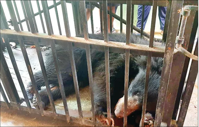 ଆଖିବୁଜିଲା ଆହତ ଭାଲୁ, ବଞ୍ଚେଇପାରିଲାନି ନନ୍ଦନକାନନ