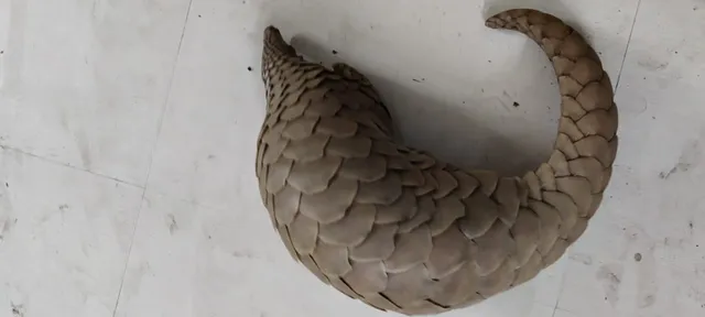 ଚଢ଼ାଉ କରି ଜୀବନ୍ତ ବଜ୍ରକାପ୍ତାକୁ ଉଦ୍ଧାର କଲା ଏସ୍‌ଟିଏଫ୍‌, ୨ ଅଟକ