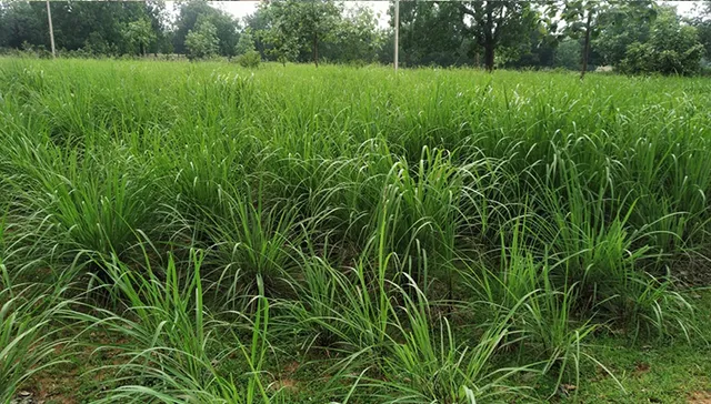 ଲେମନ ଗ୍ରାସ ଚାଷ କରି ଚାଷୀ ହଟହଟା,  ଧରାଛୁଆଁ ଦେଉନାହାନ୍ତି ସରକାରୀ କର୍ମଚାରୀ