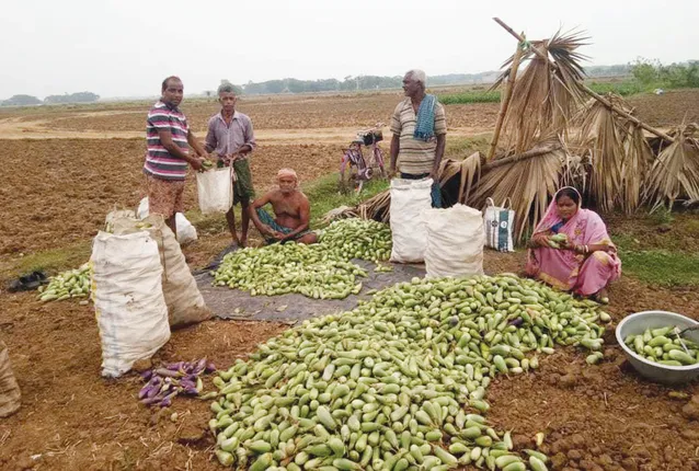 ସଫଳ କାହାଣୀ, ପରିବା ଚାଷ ଦେଇଛି ପରିଚୟ