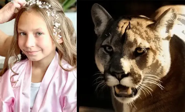 ଲୁଚକାଳି ଖେଳିଲା ବେଳେ ୯ ବର୍ଷୀୟ ବାଳିକାକୁ ଆକ୍ରମଣ କଲା ‘କୁଗାର୍‌’