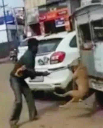 ସାର୍ତ୍ତୋଳ କେନେଲ୍‌ରେ କୁକୁରଙ୍କୁ ମିଳୁନି ଖାଦ୍ୟ, ପାଣି, ରୋଗୀଣା ହୋଇ କେନେଲ୍‌ରୁ ବାହାରିଲା ପରେ ମରୁଛନ୍ତି କୁକୁର