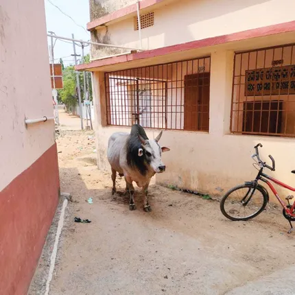 ଅସୁରକ୍ଷିତ ଦରଖାପାଟଣା ସତ୍‌‌ସଙ୍ଗ ହାଇସ୍କୁଲ୍‌, ଅଭିଯୋଗ ପରେ ବି ଶୁଣୁନି ପ୍ରଶାସନ; ଅସହାୟ ଅଭିଭାବକ