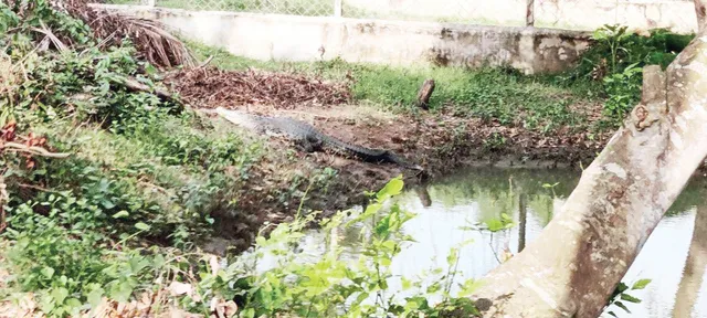 ଅଣ୍ତା ଦେଇଛି ଦେଶର ପ୍ରଥମ ଧଳା କୁମ୍ଭୀର ‘ଗୋରୀ’