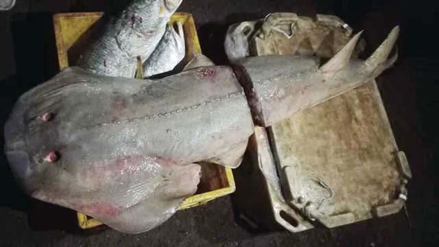 ବିରଳ ‘ଜିଆଣ୍ଟ୍‌ ଗିଟାର୍‌’ ମାଛ ଜବତ, ନୋଟିସ୍‌ ଦେଇ ଛଡ଼ାଗଲା ଗାଡ଼ି