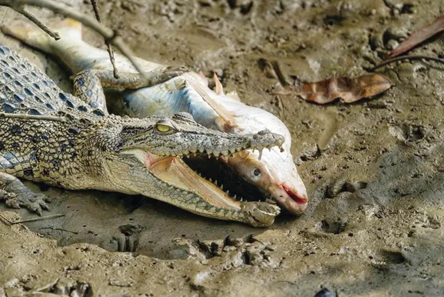 ଭିତରକନିକା: ଯେତିକି ରୋମାଞ୍ଚ, ସେତିକି ଶିହରଣ