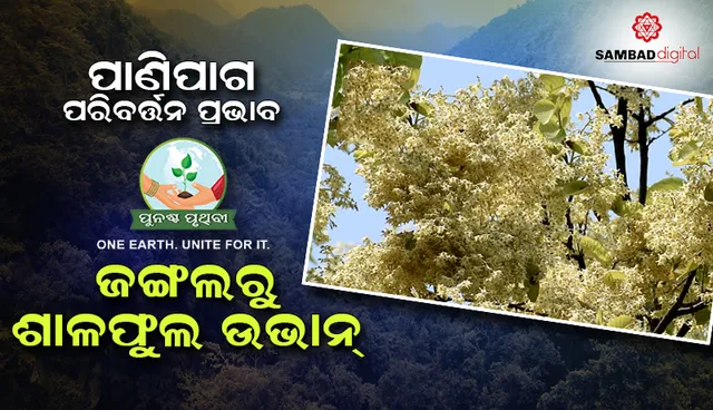ପାଣିପାଗ ପରିବର୍ତ୍ତନ ପ୍ରଭାବ: କନ୍ଧମାଳ ଜଙ୍ଗଲରୁ ଶାଳଫୁଲ ଉଭାନ୍‌