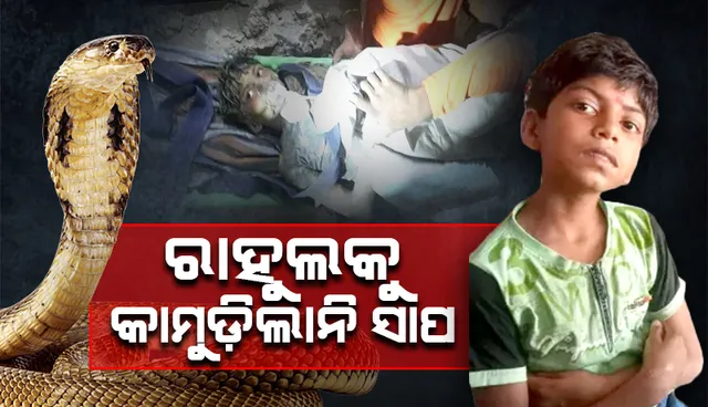 ରାହୁଲକୁ ଜଗିଥିଲା କାଳିଆ ଠାକୁର ! ସାପ ସହ ୧୦୪ ଘଣ୍ଟା, ହେଲେ ଦେହରେ ନାହିଁ କାମୁଡ଼ା ଚିହ୍ନ