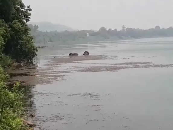 ବାଙ୍କୀ: ମହାନଦୀରେ ଫସି ରହିଛନ୍ତି ୨ ହାତୀ; ଜୀବନ ପ୍ରତି ନାହିଁ ବିପଦ