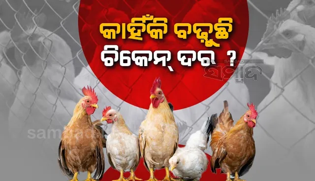 କାହିଁକି ବଢୁଛି ଚିକେନ ଦର ?