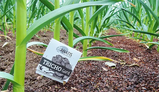 ପ୍ରସାରିତ ହୋଇପାରୁନି ବିଷାକ୍ତ କୀଟନାଶକର ବିକଳ୍ପ ‘ଟ୍ରାଇକୋକାର୍ଡ’