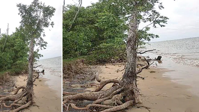 କାୟା ମେଲାଉଛି ପ୍ରକୃତି କୋପ, ସମୁଦ୍ର ଜୁଆରରେ ନଷ୍ଟ ହେଉଛି ଜଙ୍ଗଲ
