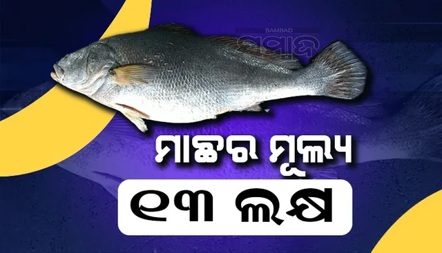 ୧୩ ଲକ୍ଷ ଟଙ୍କାରେ ବିକ୍ରି ହେଲା ୫୫ କିଲୋ ଓଜନର ତେଲିଆ ମାଛ