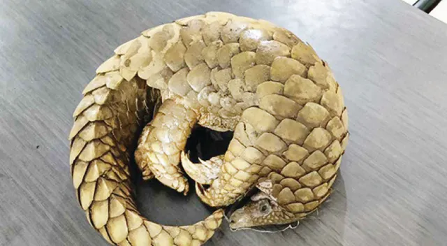 ଏସ୍‌ଟିଏଫ୍‌ ଦ୍ବାରା ବଜ୍ରକାପ୍ତା ଉଦ୍ଧାର