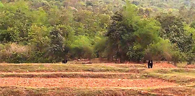 ସୁକିନ୍ଦା ରେଞ୍ଜ୍ ଅନ୍ତର୍ଗତ ସୁନାଝରି ପାହାଡ଼ ତଳେ ଭାଲୁ, ପାହାଡ଼ ପାଖାପାଖି ଗାଁରେ ଆତଙ୍କ