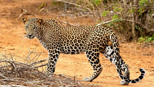 କୁନୋ ଚିତା ମୃତ୍ୟୁ ପ୍ରାକୃତିକ କାରଣରୁ ଘଟିଛି: ଏନ୍‌ଟିସିଏ