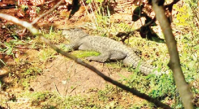 ଶିମିଳିପାଳର ନୂଆ ରେକର୍ଡ: ସମୁଦ୍ରପତ୍ତନରୁ ୮୨୨ ମିଟର ଉଚ୍ଚରେ କୁମ୍ଭୀର