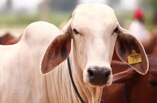 ଗୋହତ୍ୟା ବନ୍ଦ ହେଲେ ବିଶ୍ବର ସମସ୍ୟା ଦୂରହେବ ! ଗୁଜରାଟ କୋର୍ଟଙ୍କ ମନ୍ତବ୍ୟକୁ ନେଇ ଚର୍ଚ୍ଚା