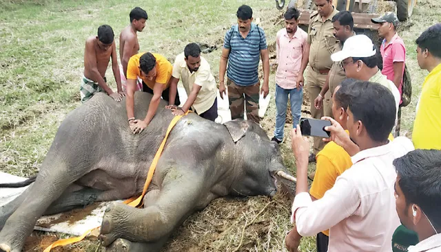 ଦନ୍ତାକୁ ମାରିଦେଲା ବନ ବିଭାଗ! ଚିକିତ୍ସା ଅପେକ୍ଷାରେ ଆଉ ଗୋଟିଏ ହାତୀ