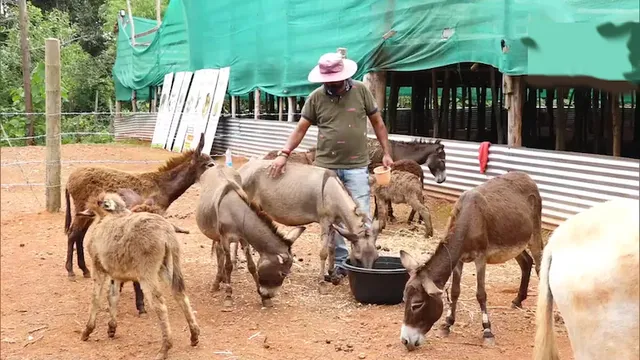 ମାଙ୍ଗାଲୁରୁରେ ଗଧ ଦୁଗ୍ଧ ଫାର୍ମ ଖୋଲିବା ଲାଗି ବଡ଼ ଚାକିରି ଛାଡ଼ିଦେଲେ ସଫ୍ଟୱେର୍‌ ଇଞ୍ଜିନିୟର୍