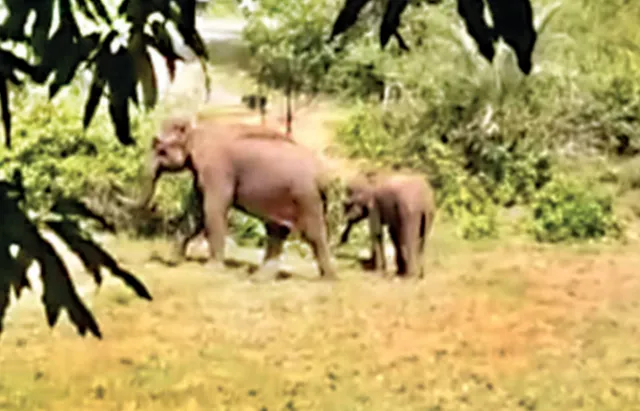 ସାତକୋଶିଆରେ ତିନି ହାତୀ ଅସୁସ୍ଥ