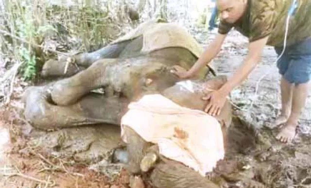 ଖାଦ୍ୟ ଛୁଉଁନାହିଁ ଗୁଳିବିଦ୍ଧ ଦନ୍ତା