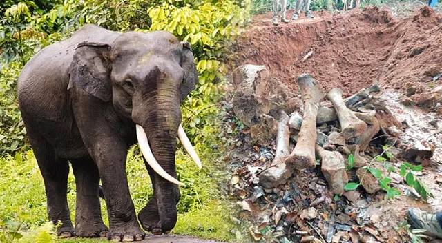 ମୃତ୍ୟୁର ଉପତ୍ୟକା ଆଠଗଡ଼ ବନଖଣ୍ଡ: ପୁଣି ମିଳିଲା ହାତୀ କଙ୍କାଳ