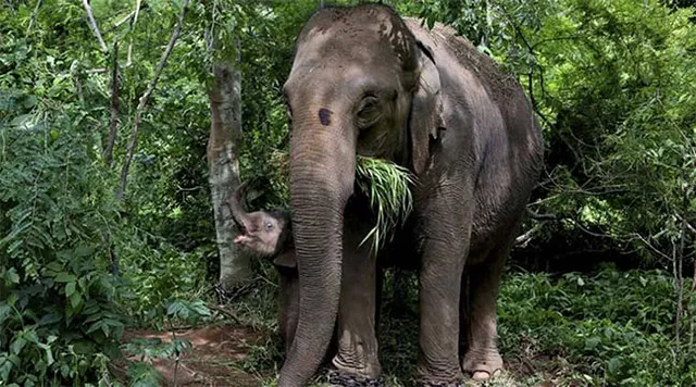 ସଙ୍କଟରେ ଗଜରାଜ: କର୍ଲାପାଟ ଅଭୟାରଣ୍ୟରେ ପୁଣି ଏକ ହାତୀର ମୃତ୍ୟୁ