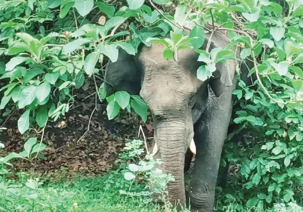 ଜଙ୍ଗଲରେ ବୁଲୁଛି ଗୁଳିବିଦ୍ଧ ଦନ୍ତା, ୪ରୁ ଅଧିକ ସ୍ଥାନରେ ବାଜିଛି ଗୁଳି