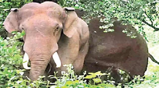 ବିଦ୍ୟୁତ୍‌ ଆଘାତରେ ହାତୀର ମୃତ୍ୟୁ, ବନବିଭାଗର କାର୍ଯ୍ୟକୁ ନେଇ ପ୍ରଶ୍ନବାଚୀ