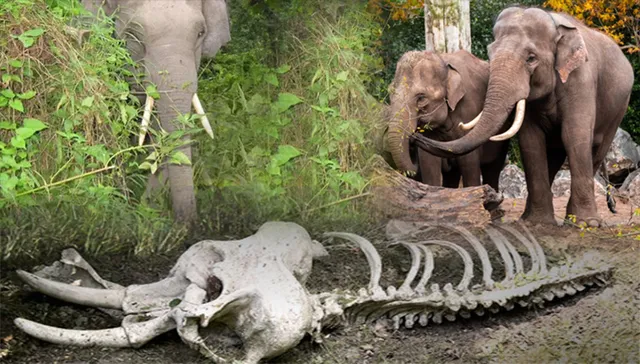 ସାତକୋଶିଆରୁ ହାତୀ କଙ୍କାଳ ଉଦ୍ଧାର