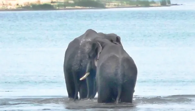 ମହାନଦୀରେ ଦୁଇ ହାତୀଙ୍କୁ ନେଇ ହଟଚମଟ; ଦିନ ସାରା ପାଣିରେ ଖେଳିଲେ, ସଂଧ୍ୟାରେ ଜଙ୍ଗଲକୁ ପଳାଇଲେ