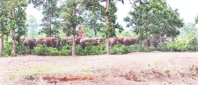 ପଶ୍ଚିମବଙ୍ଗ ଫେରିଗଲେ ହାତୀପଲ