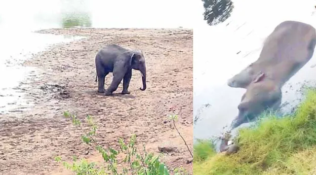 ସମ୍ବଲପୁରରେ ବି ହାତୀ ଅସୁରକ୍ଷିତ: ଜୀବନ ସହ ସଂଗ୍ରାମ କରୁଛନ୍ତି ୨ ହାତୀ