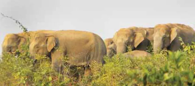 ମୟୂରଭଞ୍ଜ ଜିଲ୍ଲାରେ ଥମୁନି ହାତୀ ଉପଦ୍ରବ: ଭାଟିରେ ଯୁବକଙ୍କୁ କଚାଡ଼ି ମାରିଲେ ହାତୀପଲ