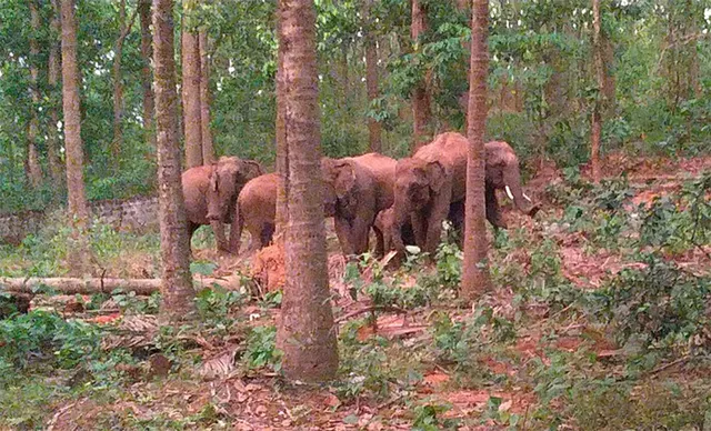 ନରସିଂହପୁର ବନାଞ୍ଚଳରେ ମାଈ ହାତୀର ମୃତ୍ୟୁ, ୪ ମାସରେ ମଲେଣି ୫