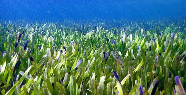 ଉଦ୍ଭିଦର ଆକାର  ୧୮୦ ବର୍ଗ କିଲୋମିଟର!