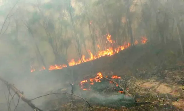 ପୁଣି ଜଳିଲା ବାଲୁଖଣ୍ଡ ଅଭୟାରଣ୍ୟ