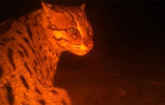 ଚିଲିକାରେ ଅଛନ୍ତି ୧୭୬ ଫିସିଂ କ୍ୟାଟ୍