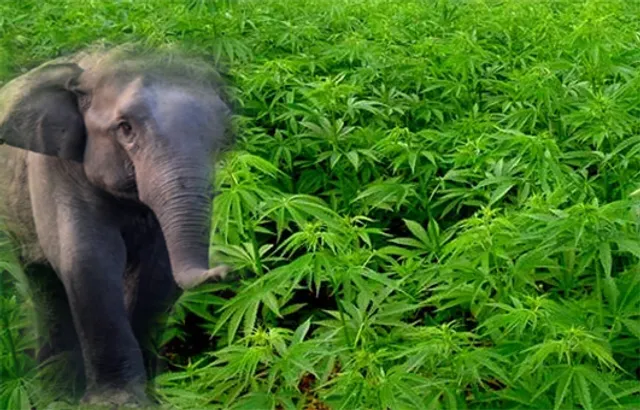 ଗଞ୍ଜେଇ ଚାଷ ପାଇଁ ହାତୀ ହତ୍ୟା, ସୁପାରି ଦେଇଥିଲେ ମାଫିଆ!