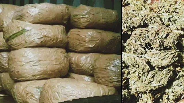 ଏନ୍‌ସିବି ରିପୋର୍ଟ: ଓଡ଼ିଶାରେ ୨୦୨୧ରେ ୧୭୨ ଟନ୍‌ ଗଞ୍ଜେଇ ଜବତ