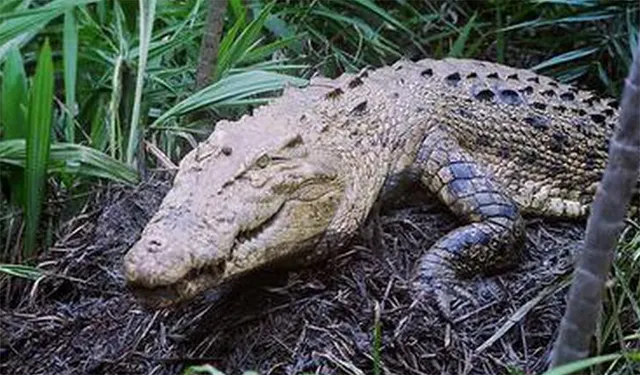 ରାଜନଗର: ଅଣ୍ତା ଦେଇଛି ବଉଳା କୁମ୍ଭୀର ‘ଗୋରୀ’