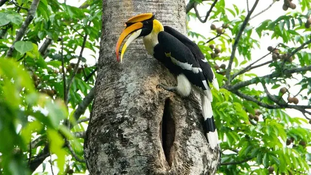 ନାଗାଲାଣ୍ଡ୍‌ରେ କୋଚିଳାଖାଇ ‌ଚଢ଼େଇକୁ ନିର୍ଯାତନା ଦେଇ ମାରିଥିବାରୁ ୩ ଗିରଫ