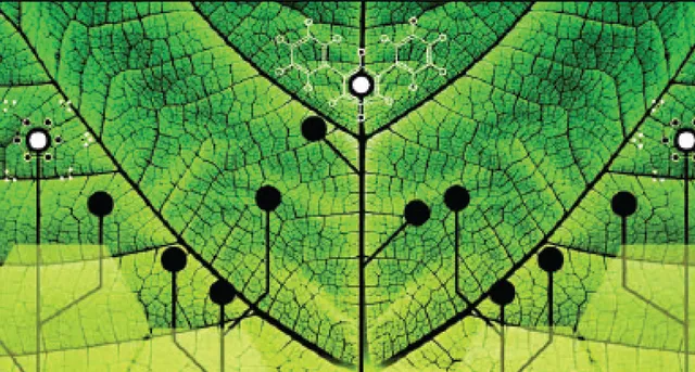 ପ୍ରତ୍ୟକ୍ଷ ସୂର୍ଯ୍ୟାଲୋକ ବିନା ଖାଦ୍ୟ ପ୍ରସ୍ତୁତି