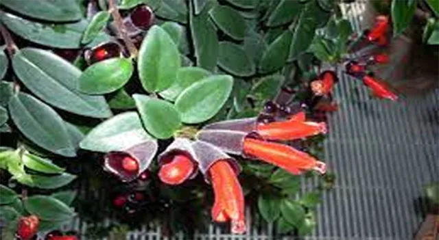 ଏକ ଶତାବ୍ଦୀ ପରେ ପୁନଃଆବିଷ୍କୃତ ଲିପ୍‌ଷ୍ଟିକ୍‌ ଗଛ