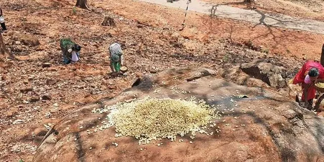 ବେପାରୀଙ୍କ କବ୍‌ଜାରେ ଆଦିବାସୀଙ୍କ  ମହୁଲଫୁଲ