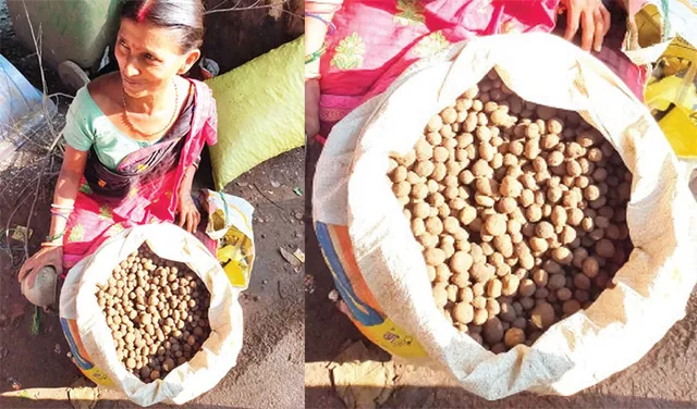 ‘ରୁଟୁକା ଛତୁ’ ବନବାସୀଙ୍କୁ ଯୋଗାଇଛି ରୋଜଗାର